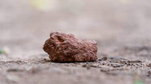 light brown small rock on the ground stock photo