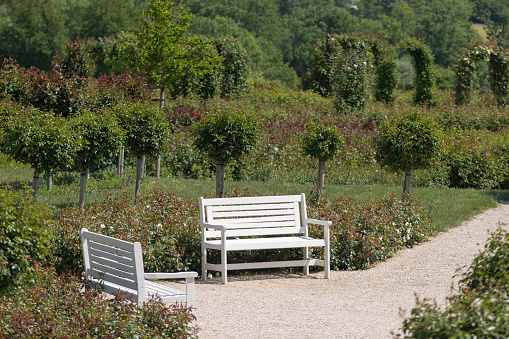 A garden bench on a footway in front of a variety of rose bushes in different colors and blue lavender