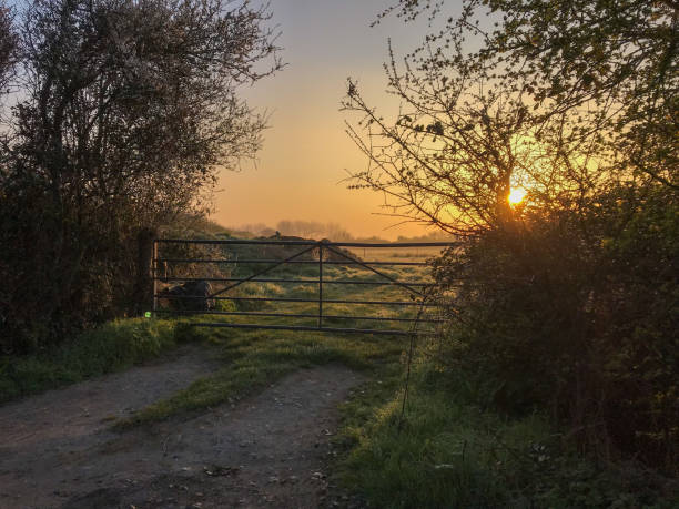 istock Frosty sunrise through a farm gate 1409300837