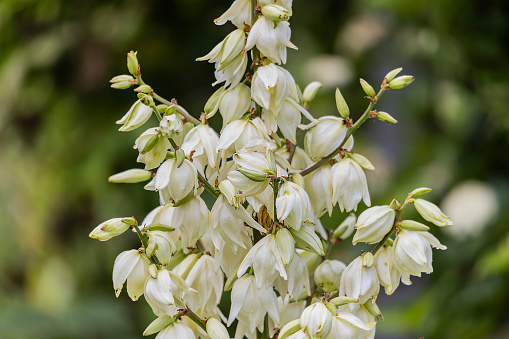 Yucca.  . It grows to a height of 3 m (10 ft) and is an evergreen shrub prized in horticulture for its architectural qualities