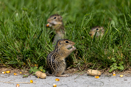 Young Thirteen-Lined Ground Squirrel - \n(Spermophilus tridecemlineatus ) a burrowing squirrel that is typically highly social, found chiefly in North America and northern Eurasia,