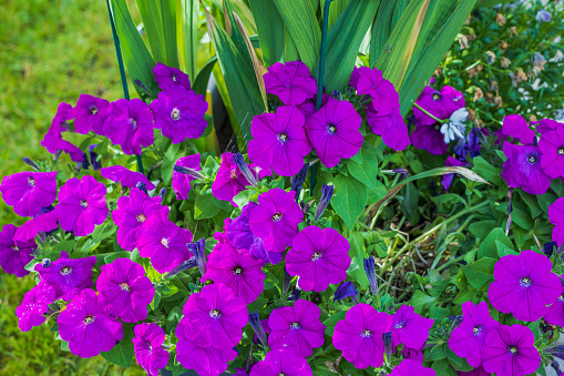 Close up view of blooming pink petunias in garden.