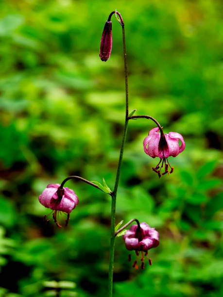 istock Lily martagon, a beautiful forest pink flower 1409302246