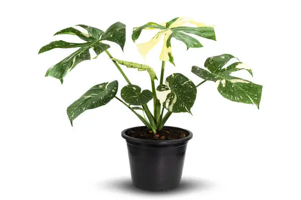 Photo of Monstera Deliciosa Thai Constellation in plastic black pot on white background with clipping path, side view