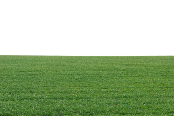 istock Green field as a background.  Green grass in spring isolated on white background. 1409302446