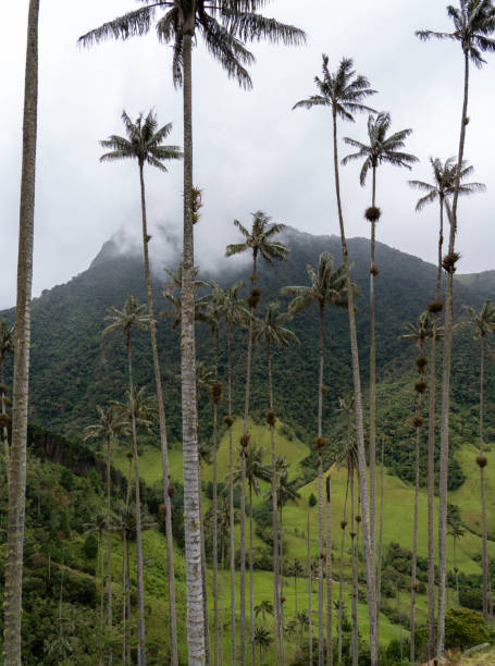 istock Tall wax palm trees in Cocora Valley, Colombia 1409303673