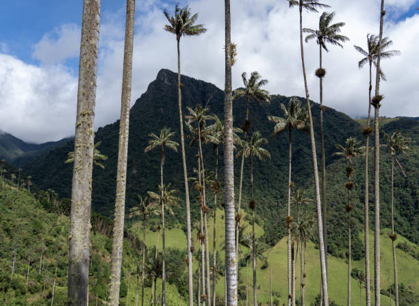 Wax Palm Trees in Cocora Valley stock photo