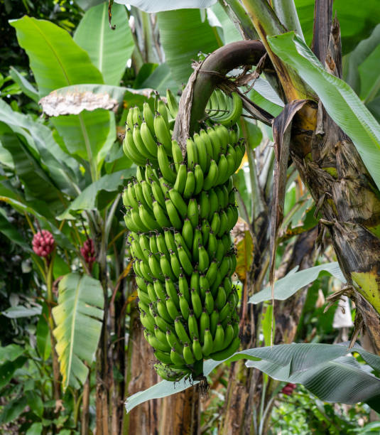 gran manojo de plátanos en el árbol - banana plantation green tree fotografías e imágenes de stock