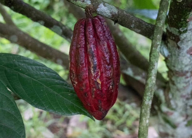istock Purple cacao fruit pod on tree branch 1409303732