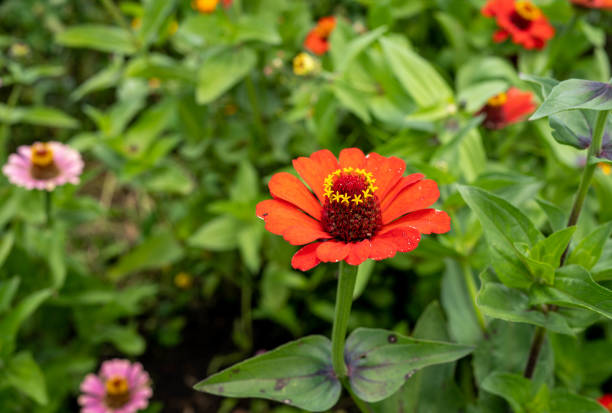 istock Red common zinnia flower 1409304121