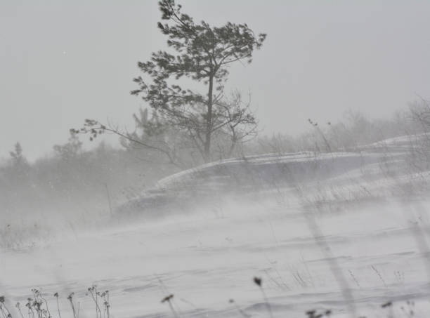 istock Winter blizzard with wind and snow 1409305050