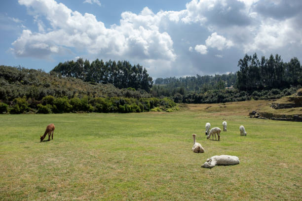 Llamas And Alpacas At Sacsayhuaman In Peru