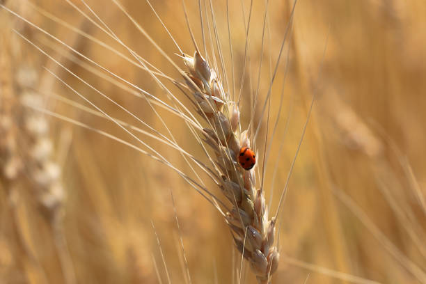 istock Ladybug on a spikelet of rye on a hot summer day. Background. 1409305402