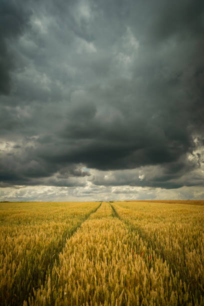 istock Wheel tracks in wheat and storm sky 1409305543
