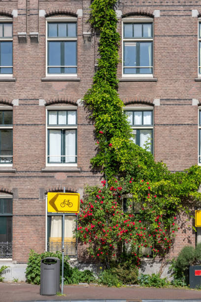 istock Amsterdam creeper plant on building, garbage can, sign for bicycle lane at Netherlands. Vertical 1409306612