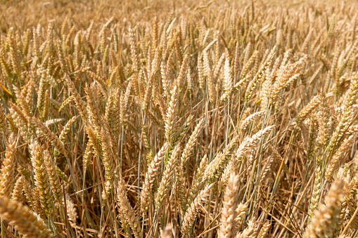 Wheat meadow. Ripe Gold Barley field in summer. Nature organic Yellow rye plant Growing to harvest. World global food with sunset in farm land autumn scene background. Happy Agricultural countryside.