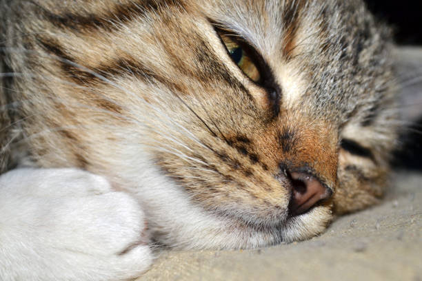 peeping cat