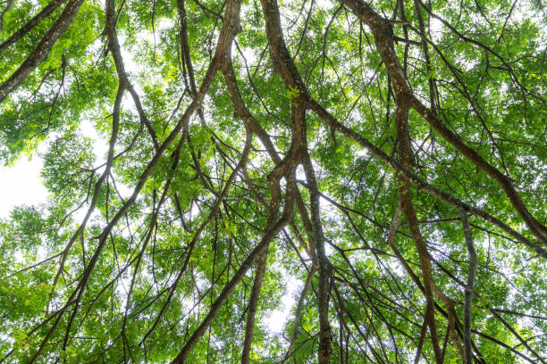 istock Bottom view of green leaves nature background. 1409307205