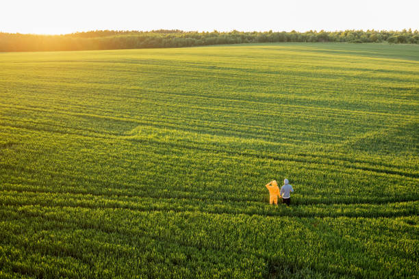 Aerial view on green wheat field with couple walking on pathway on sunset. People enjoy nature on farmland. Wide landscape with copy space