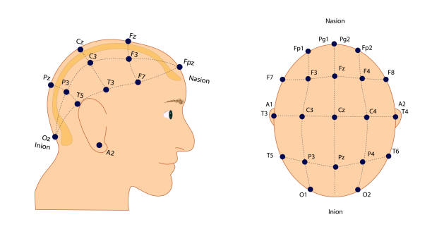 eeg (elektroenzephalographie) elektrodenplatzierung internationales system 10-20. sagittal- und queransicht - electrode stock-grafiken, -clipart, -cartoons und -symbole