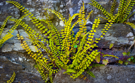 Asplenium trichomanes or maidenhair spleenwort, small fern growing against a wall
