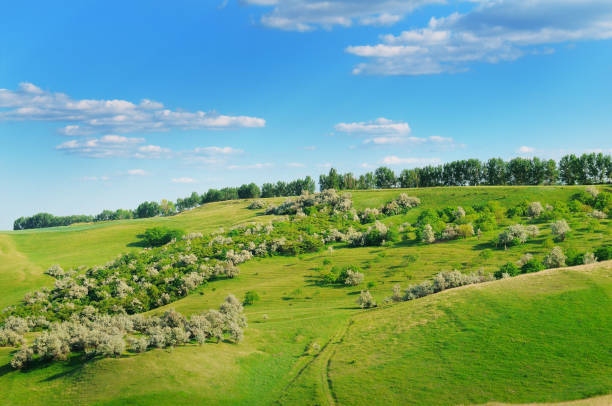 istock Vast grassy meadow with distant hills, trees and sky 1409310191