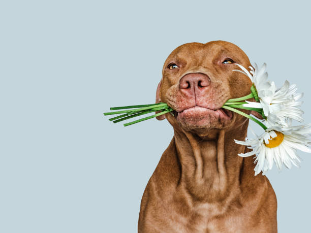 adorable, bonito cachorro marrón y flores brillantes - 11681 fotografías e imágenes de stock