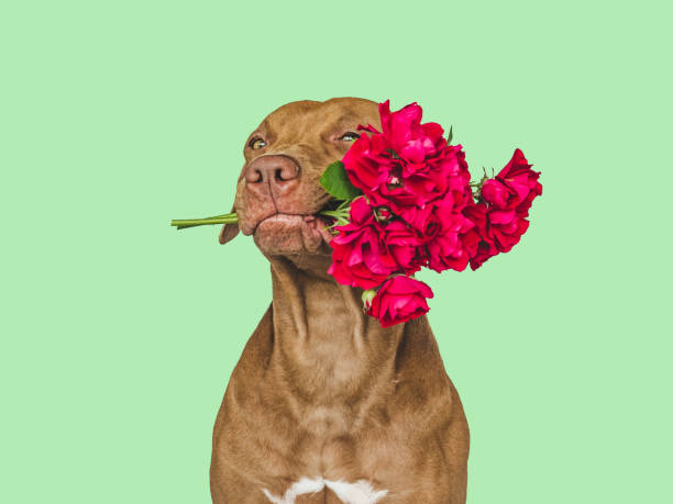 istock Lovable, pretty brown puppy and bright flowers 1409310757