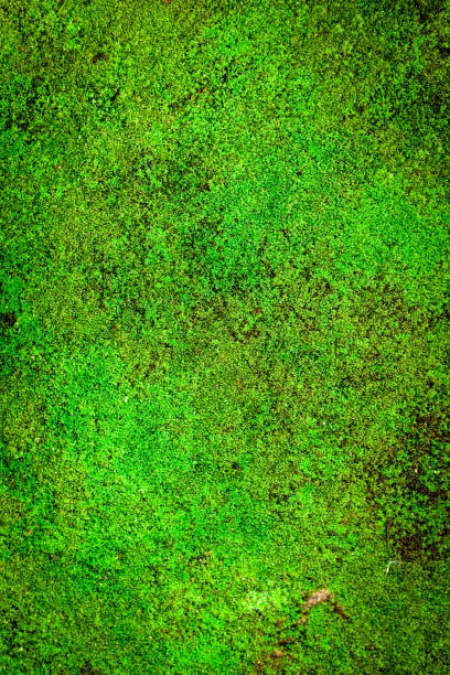 istock green moss on the floor background 1409311203
