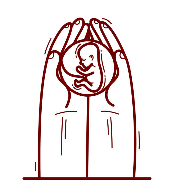 Two hands with fetus embryo protecting and showing care vector flat style illustration isolated on white, cherish and defense for unborn children and pregnancy concept.