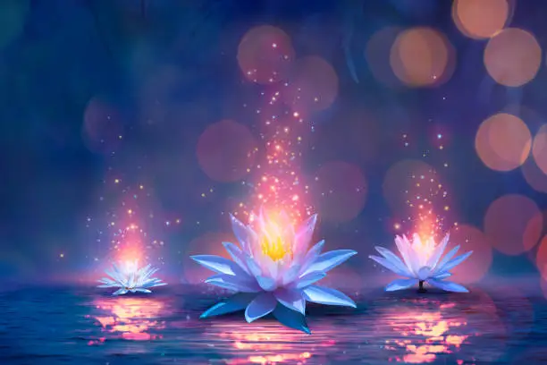 Sacred Lotus Flower On Pond - Miracle Concept - Waterlilies With Bokeh Lights