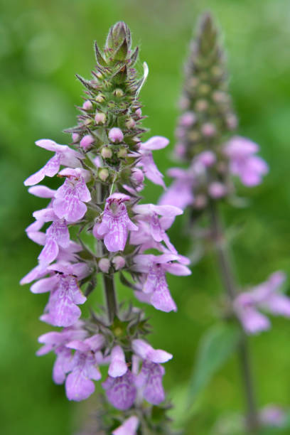 istock Stachys palustris grows among grasses in nature 1409312615