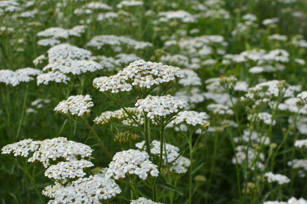 istock Yarrow (Achillea) blooms naturally in the grass 1409312713