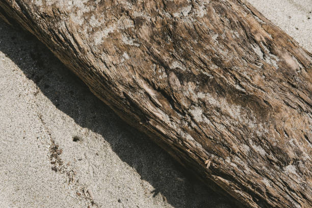 Free Stock Photo of Close Up of Tree Stump in Sand | Download Free ...