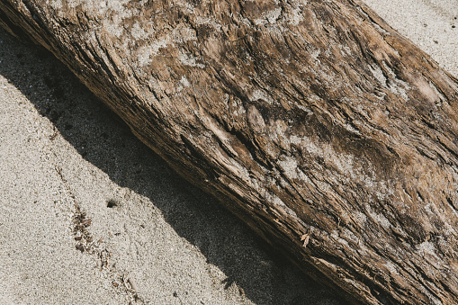 Close up of tree trunk with sand