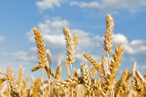 Ripe wheat field shortly before harvest in midsummer