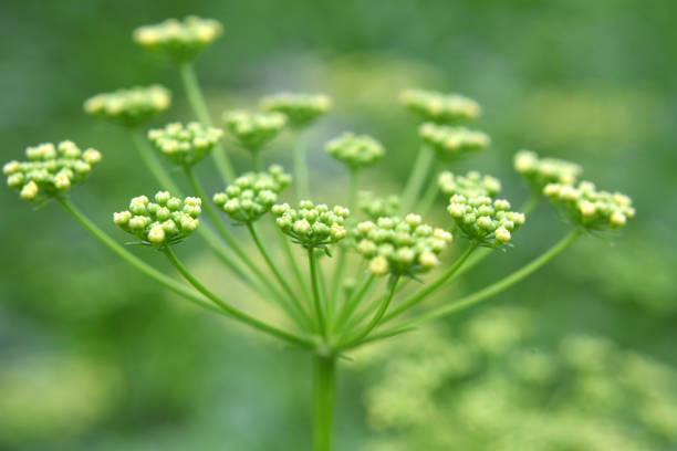 Insects on the flower of a wild carrot, Daucus carota which is a common plant in Denmark and often seen on roadsides and shoulders