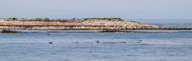 istock Harbor Seals and Birds along a Rocky Shore 1409314771