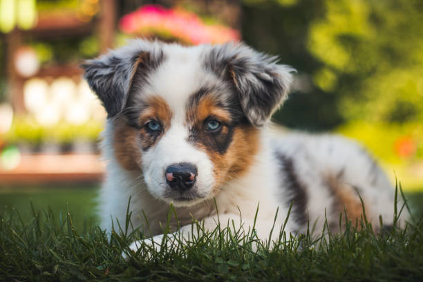 young Australian Shepherd dog rests on the grass in the garden and smiles happily. Blue eyes, brown and black spot around the eyes and otherwise white body gives the female a beautiful and cute look stock photo