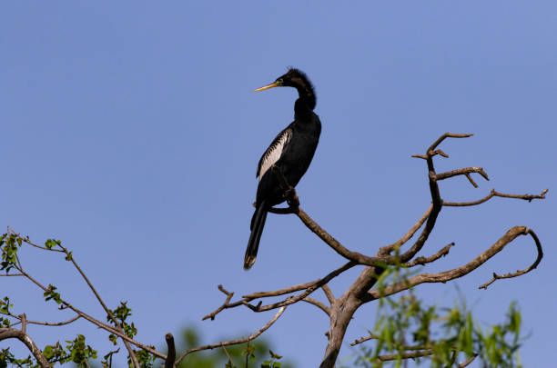 Alert Anhinga twists long neck and looks left