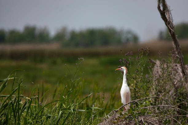 breeding plumage on cattle egret at pecan island, louisiana - egret water bird wildlife nature imagens e fotografias de stock