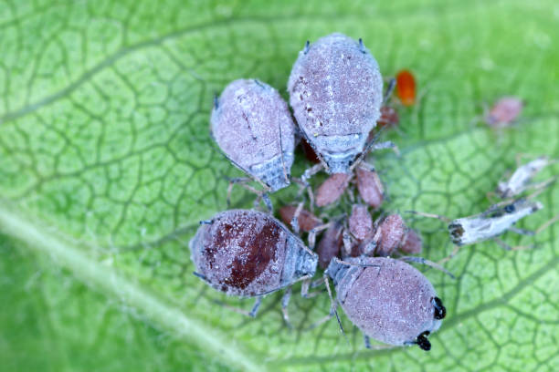 istock Rosy apple aphid (Dysaphis plantaginea) pest of apple trees. 1409316262