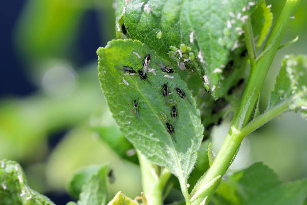 istock Mealy plum aphid Hyalopterus pruni infestation on plum leaf underside. 1409316289