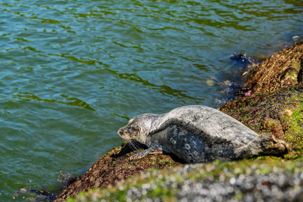 Pacific Harbour Seals relaxing on rocks in Whitecliff Park, British Columbia, Canada