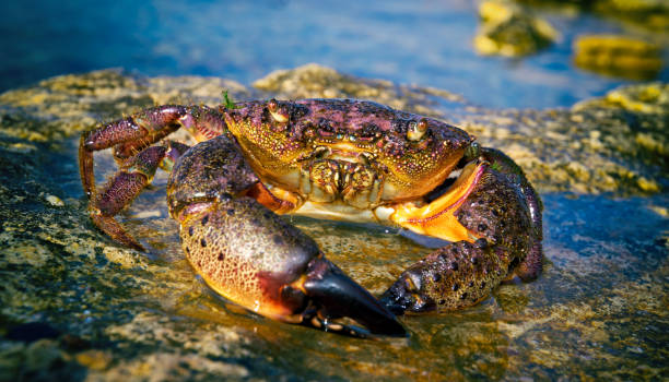 istock Black Sea Large Stone crab on the coastal rocks 1409317633