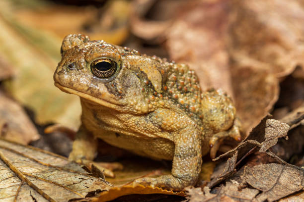 Closeup of Fowler’s toad in forest. Concept of wildlife conservation, habit loss and preservation. stock photo