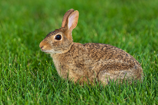 Young european hare (Lepus europaeus) sitting in a corn field.