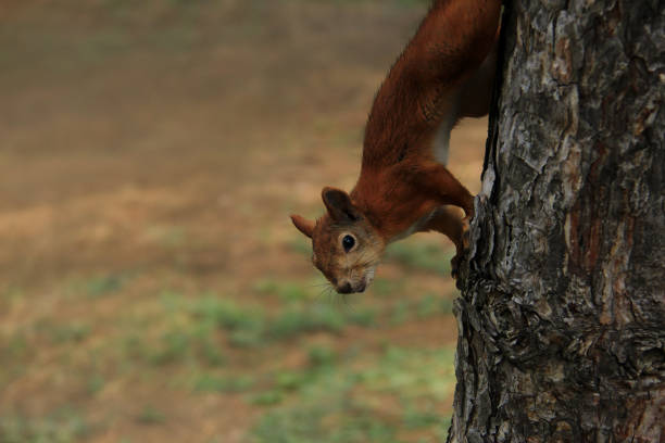 Curious squirrel peeks out from behind tree trunk in forest.  Cute curious squirrel climbing down the pine tree trunk and looking at the camera as if smiling slightly. Side view, selective focus