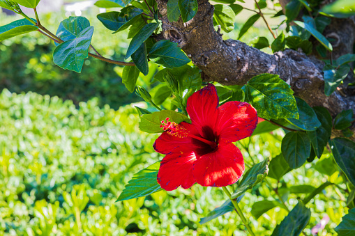 Macro view of red tropical flower isolated against background of tree.