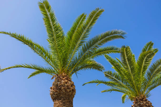 istock Beautiful view of palm trees against blue sky. 1409320198